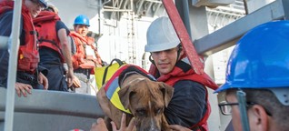 Newsblog: Seglerinnen und ihre Hunde aus Pazifik gerettet - SPIEGEL ONLINE - Politik