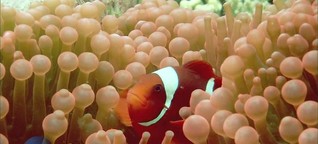 Galileo - Disney-Tiere in echt: Clownfisch