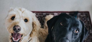 Haustier-Hilfe: Tipps & Tricks für Ottensens Hundehalter
