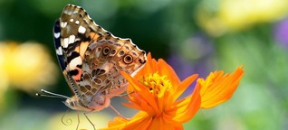 Bundesamt für Naturschutz erarbeitet bundesweites Insektenmonitoring