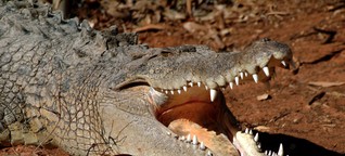 So überlebst du den Krokodilangriff (Deutschlandfunk Nova)