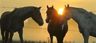 Seuchenartig - Pferdekrankheit Druse ausgebrochen