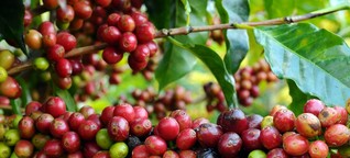 Wie eine deutsch-ruandische Partnerschaft Fairtrade-Kaffee noch verbessern will - „Kaffee-Kooperative": Neue Wege im Kaffeevertrieb