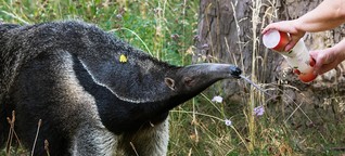 Zoo Frankfurt: Frankfurter Zoo zeigt wieder Ameisenbären