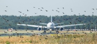 Vogelschlag bei Flugzeugen - Die Federforscher