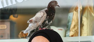 Junge Frau aus Mietersheim wird seit einem Jahr von Taube verfolgt