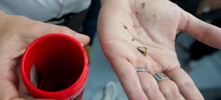 Müll im Meer - Ostsee-Fische schlucken nicht mehr Plastik als früher