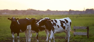 Milchvieh: Qualitätsmängel bei Grassilage vermeiden
