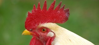 Hühnerfedern könnten Erdöl in Plastik ersetzen