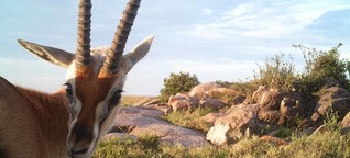 Selfies aus der Serengeti