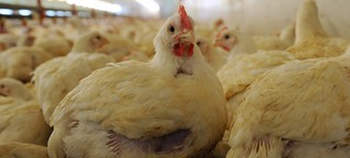 Züchter sorgen sich ums Tierwohl · Deutschlandfunk Nova