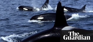 Whales and dolphins lead 'human-like lives' thanks to big brains, says study