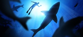 Hai-Alarm auf Mallorca: "Haie sind per se ungefährlich" | Urlaubsheld