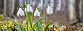 Frühlingsboten: Anzeichen dafür, dass der Winter vorbei ist