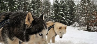 Mit Hunden durch den Schnee: Huskys am Zug im Schwäbisch-Fränkischen Wald