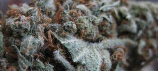 „Das perfekte Gras": Die große Kunst beim Anbau von Highend-Cannabis - WELT