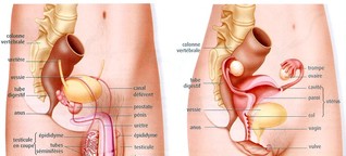 Die Klitoris, das unbekannte Organ Die Französin Odile Fillod will Schüler mit einem 3D-Modell aufklären