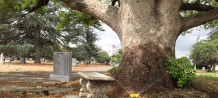 Pioneering drought tolerance at a California cemetery