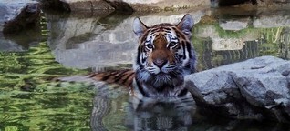Tiere und die Hitze im Straubinger Zoo