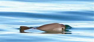 Umweltkrimi um Miniwale in Mexiko – Vaquitas vom Aussterben bedroht