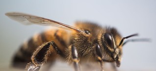 Starke Winterverluste: Natürliche Feinde dezimieren Bienenpopulation