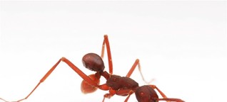 Käfer tarnt sich als Ameisen-Po