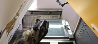 Rettung auf vier Pfoten - Für Lawinenhunde ist der Rettungseinsatz nur ein Spiel - 3sat.Mediathek