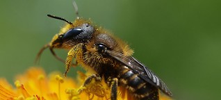 Wildbienen: Lebensweise, Nisthilfen und das Anlegen von artenreichen Wildblumenbeeten