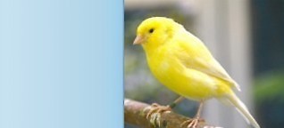 Kanarienvogel - kleiner Vogel, große Stimme