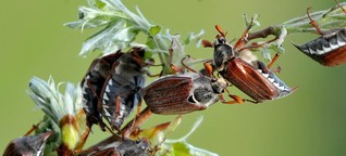 Insektensterben in Deutschland: Sieh mal, was da - noch - krabbelt