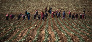 Syrian child refugees in Turkey work in fields for slave wages