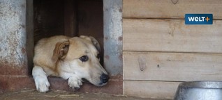 Die Stadt der Hunde: Besuch im größten Tierheim der Welt in Rumänien