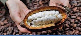 Klimawandel: „Genschere" soll Kakao retten