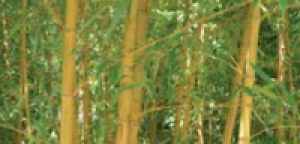 Bambus: Das grüne Gold