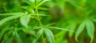 Wirtschaftsfaktor Cannabis: Das Milliardengeschäft mit Gras