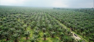 Video "Palmöl - Besserer Anbau statt Boykott" - Gut zu wissen
