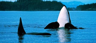 Den Orcas droht der schleichende Tod