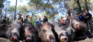 Afrikanische Schweinepest: Hunderttausende Wildschweine sollen sterben - wofür? 