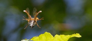 Maikäfer flog: Vom Verschwinden der Insekten