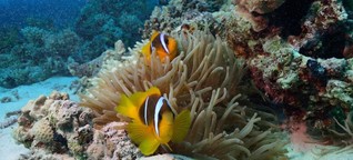 Klang des Korallenriffs - Weniger Sound - weniger Fische