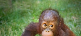 Erstaunliche Primaten: 10 Wahrheiten über Orang-Utans