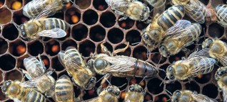 Was Verkehrsforscher von Bienen lernen