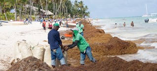 Sargassum: Neuer Fluch der Karibik