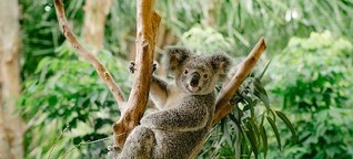 Koalas, Buckelwale und Schnabeltiere: Tierische Abenteuer in Queensland 