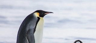 Unverfrorene Freunde -- mein Leben unter Pinguinen