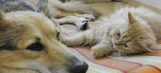 Schnurren und Knurren: So halten Sie Katzen und Hunde zusammen