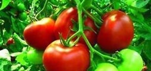 Georgian Tomatoes and the Association Agreement: What to Expect? - published: 26.06.2014