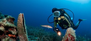 Warum im Mittelmeer die grösste Muschel ausstirbt