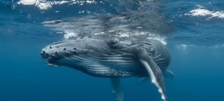 Ökologie der Meeressäuger: Ohrenschmalz archiviert die Leiden der Wale [1]
