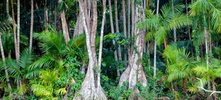Brasilien: Gefahr im Wald